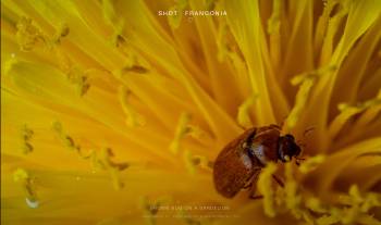 Brown bug on a dandelion