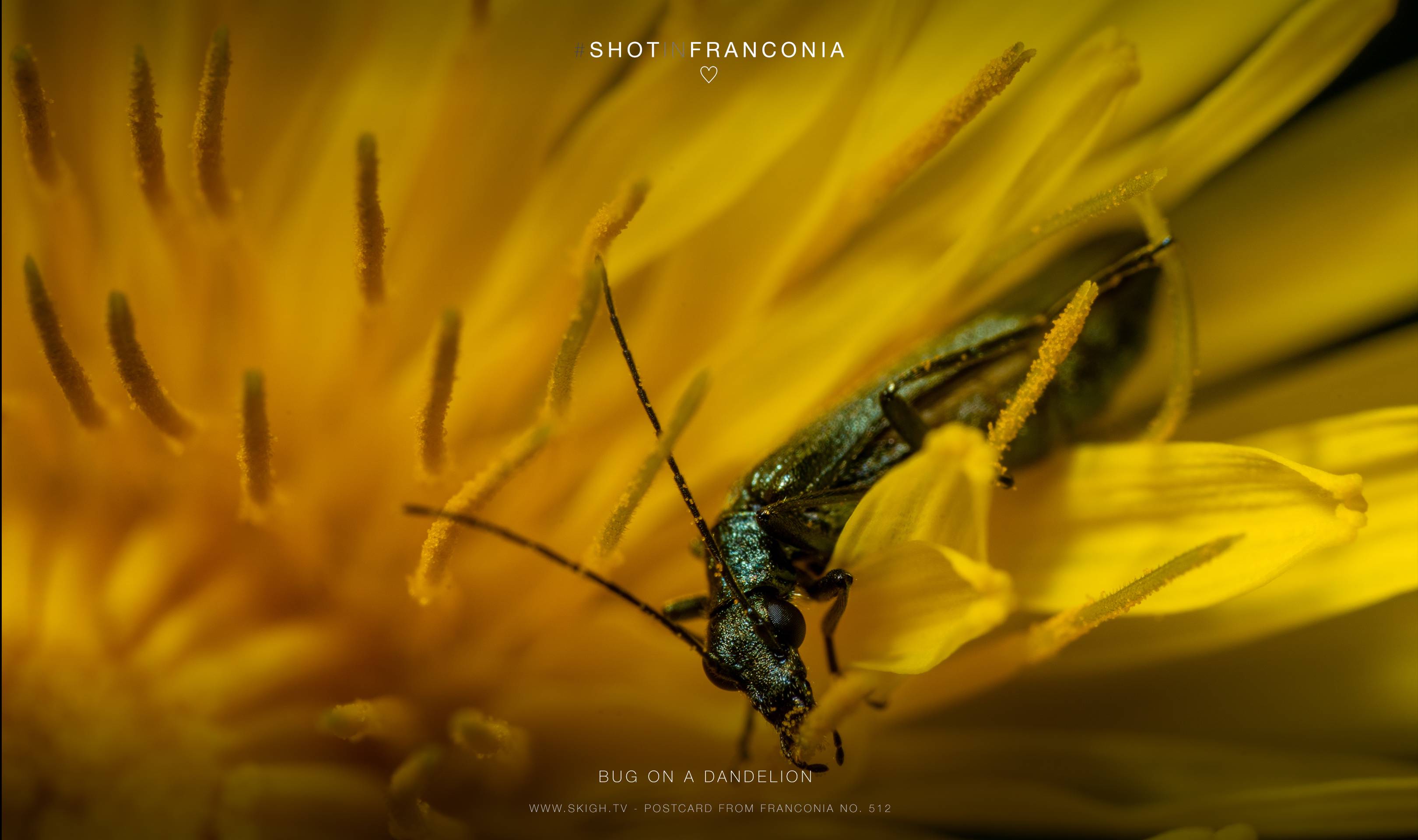 Bug on a dandelion | 1/250s * f14 * ISO 160 * 90mm - FE 90mm F2.8 Macro G OSS - Sony α7R III Bug on a dandelion