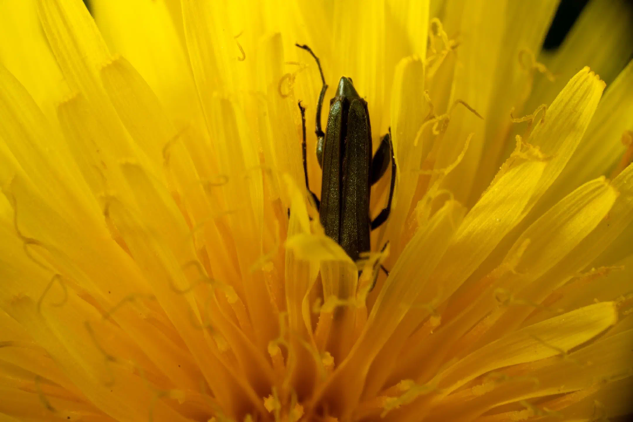 Bug on a dandelion