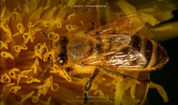 Bee on dandelion