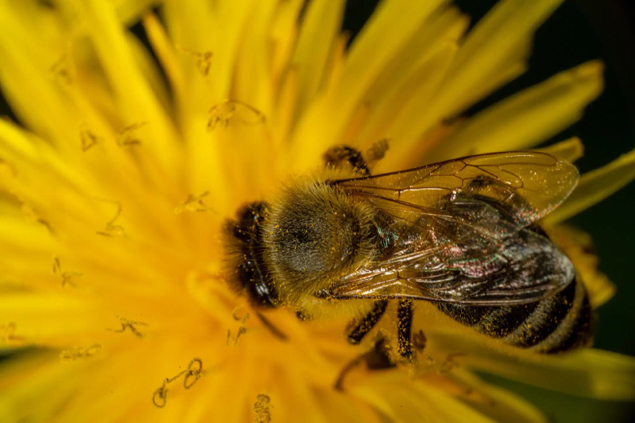 Bee on dandelion | 1/200s * f18 * ISO 500 * 90mm - FE 90mm F2.8 Macro G OSS - Sony α7R III Bee on dandelion