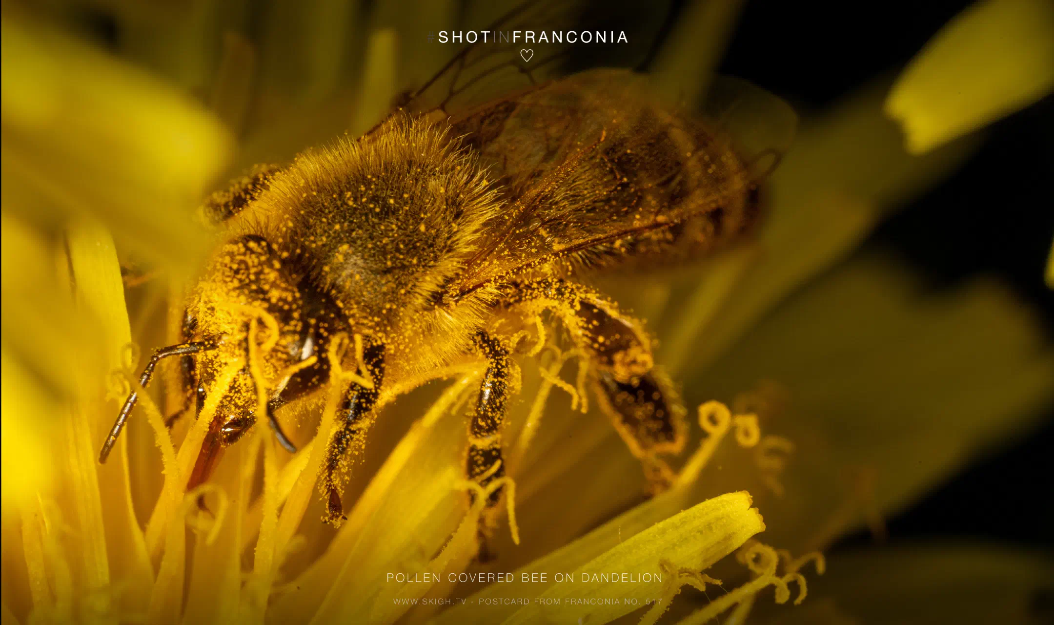 Pollen covered bee on dandelion