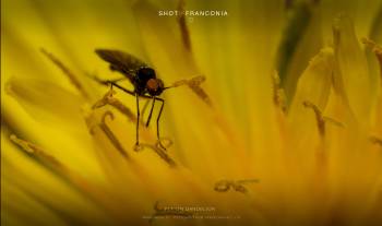 Fly on dandelion