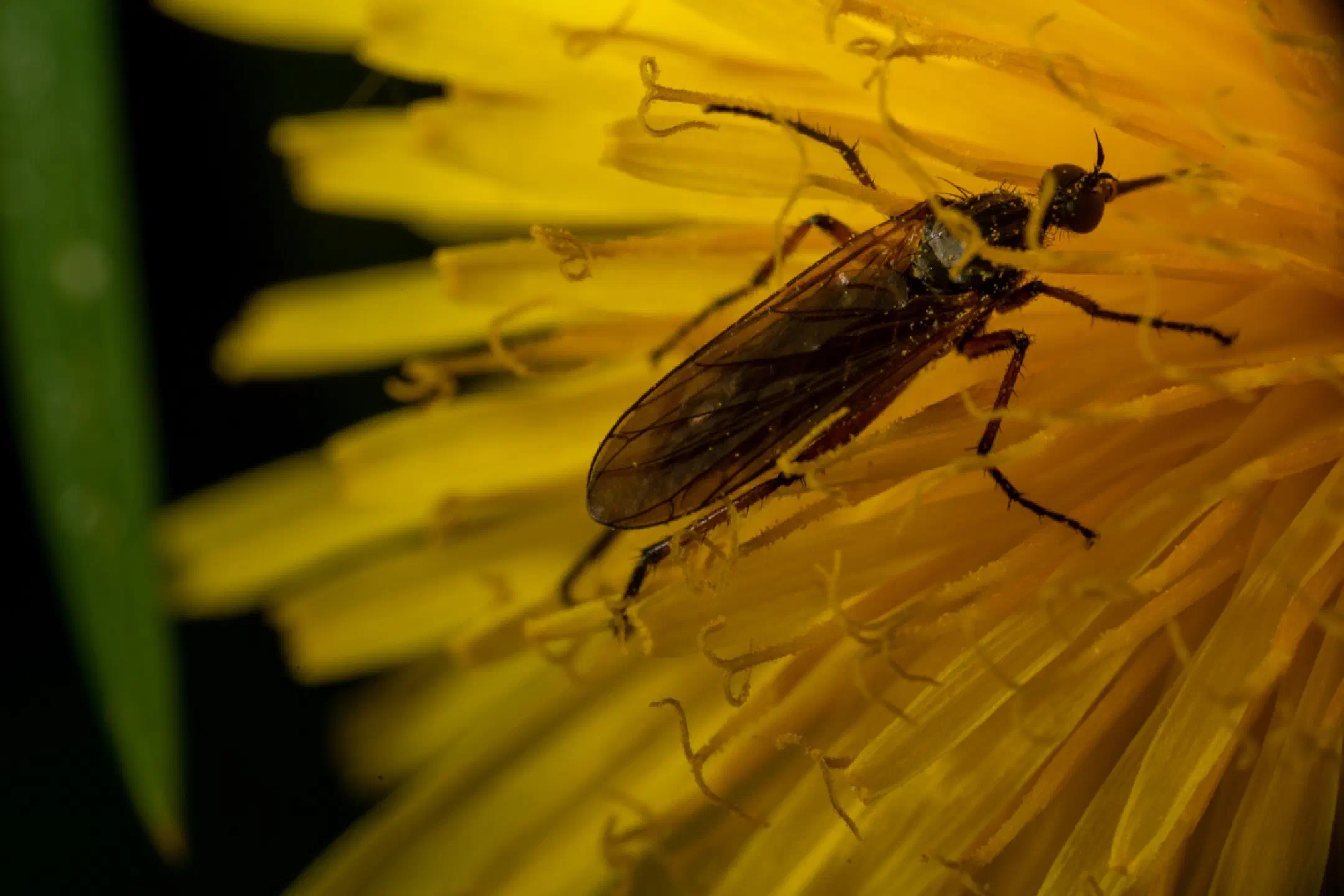Vegan Mosquito 