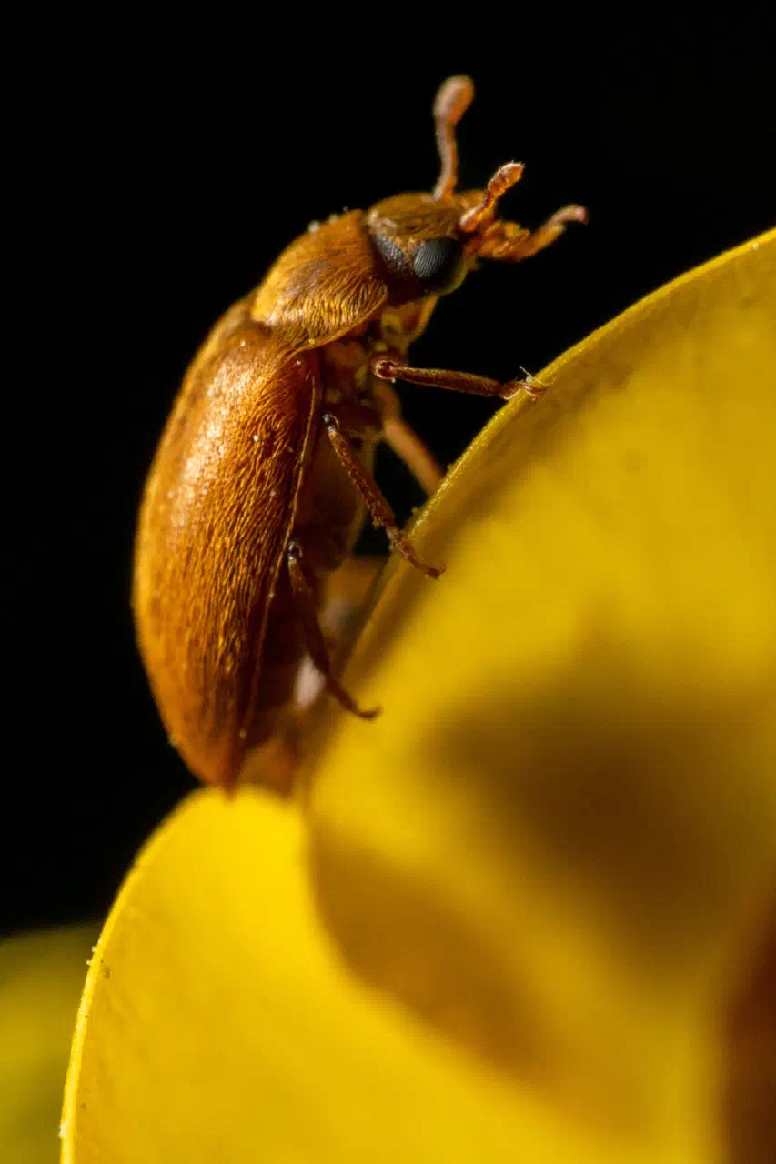 Brown carpet beetle