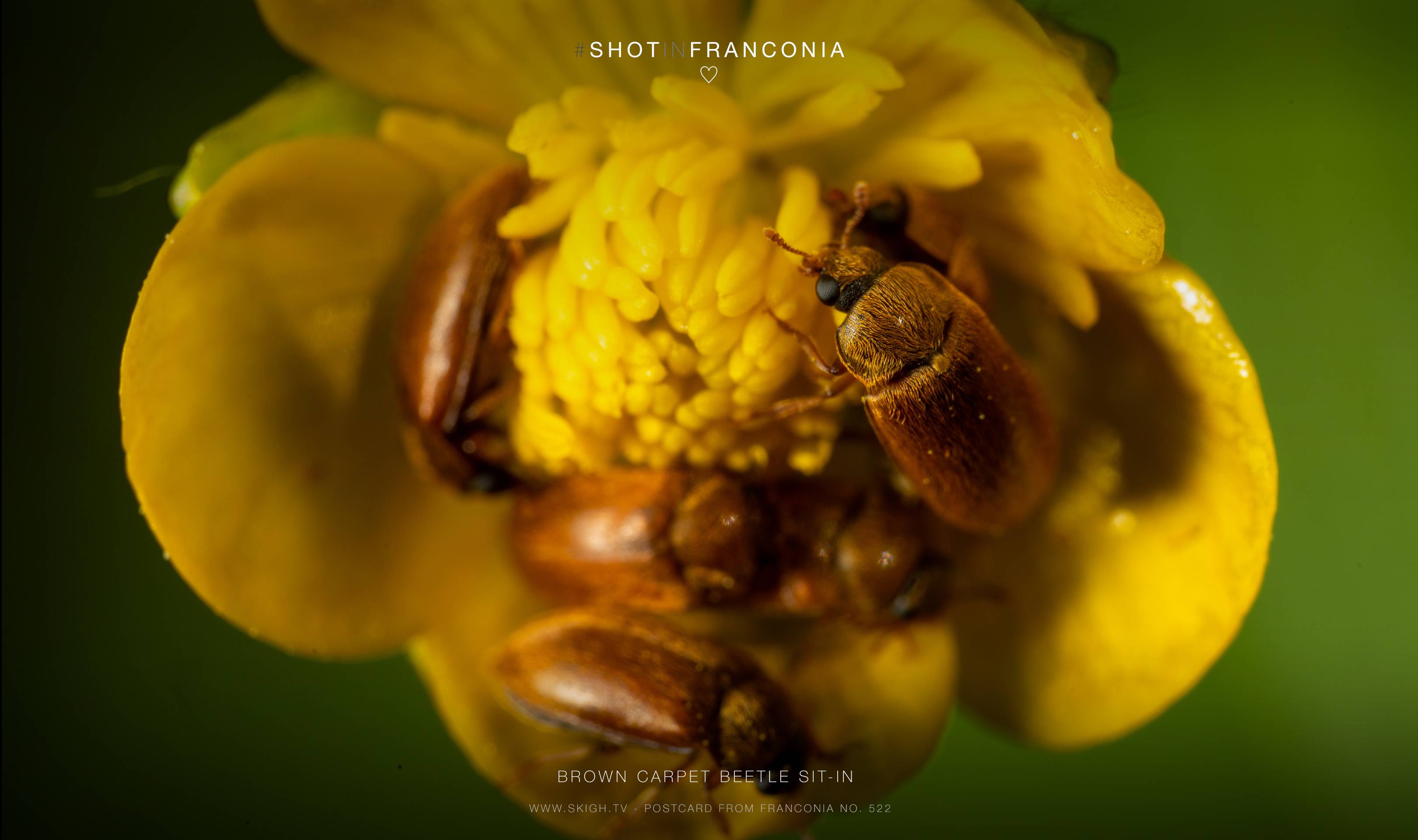 Brown carpet beetle sit-in | 1/250s * f13 * ISO 640 * 90mm - FE 90mm F2.8 Macro G OSS - Sony α7R III Brown carpet beetle sit-in