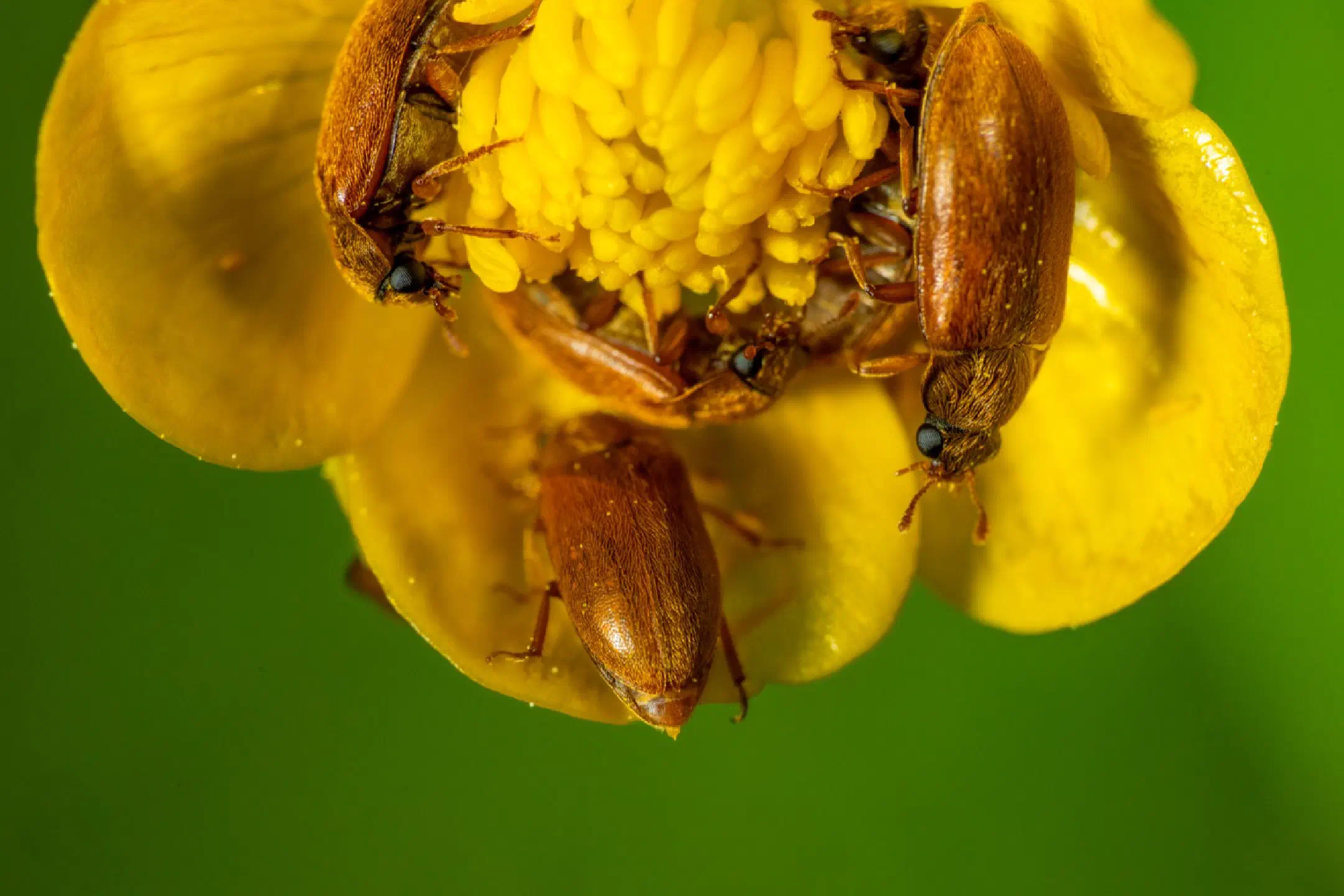 Brown carpet beetle sit-in