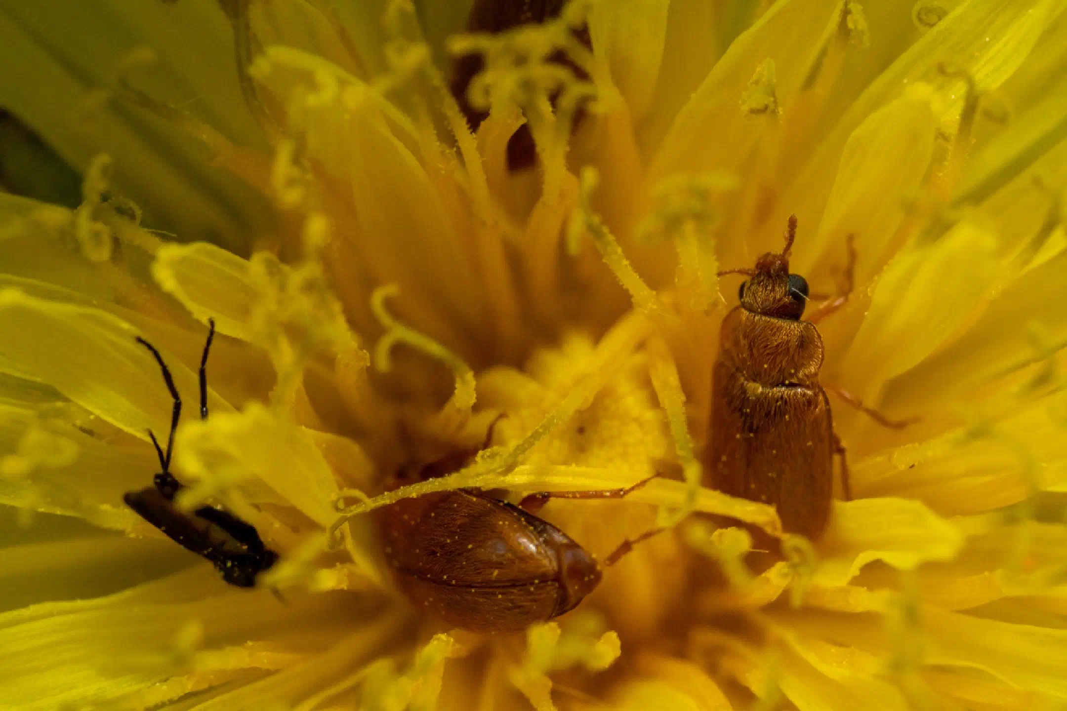 Brown carpet beetle sit-in