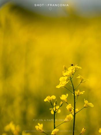 Fly on a rape blossom