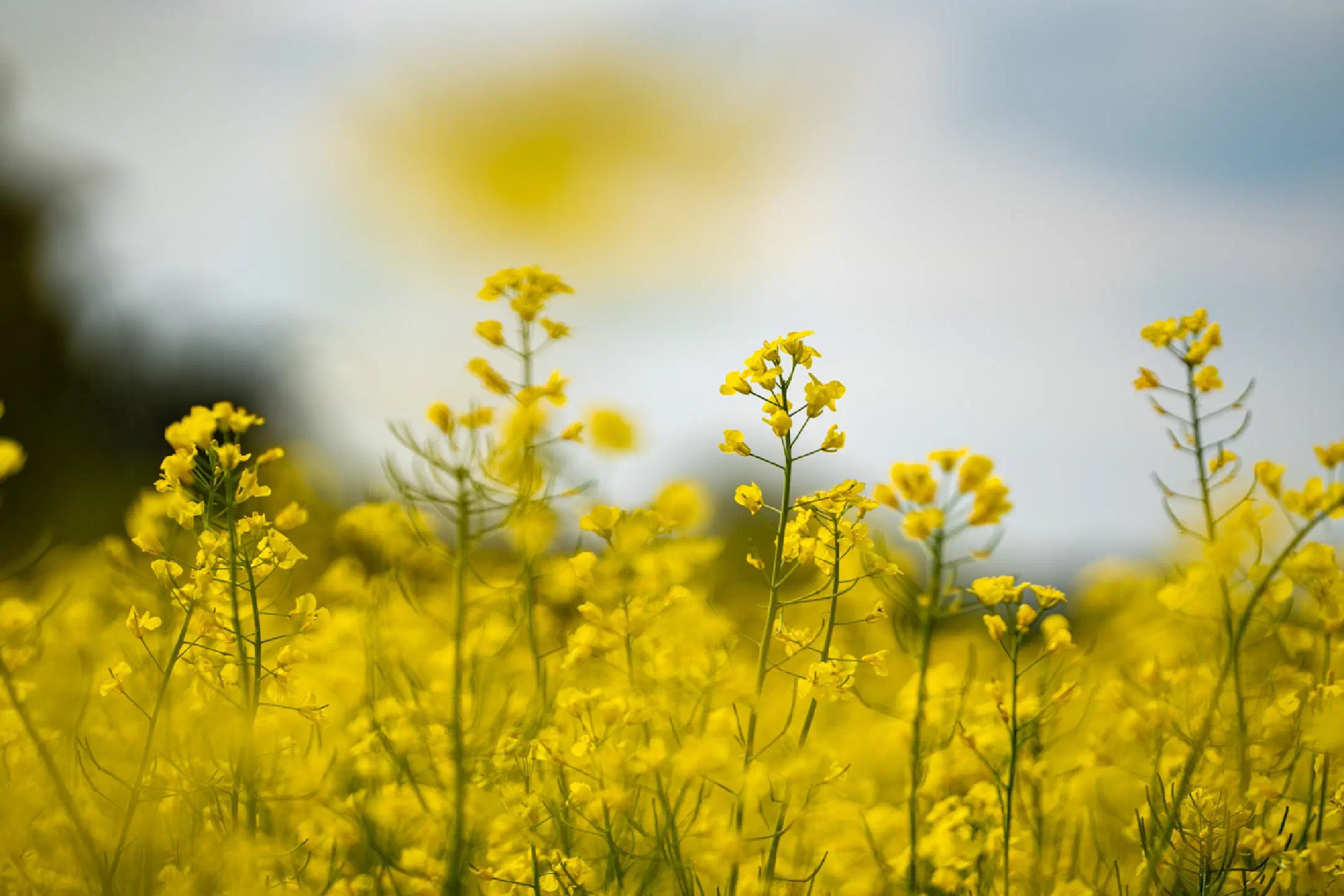 Fly on a rape blossom