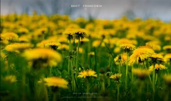 Sea of dandelions