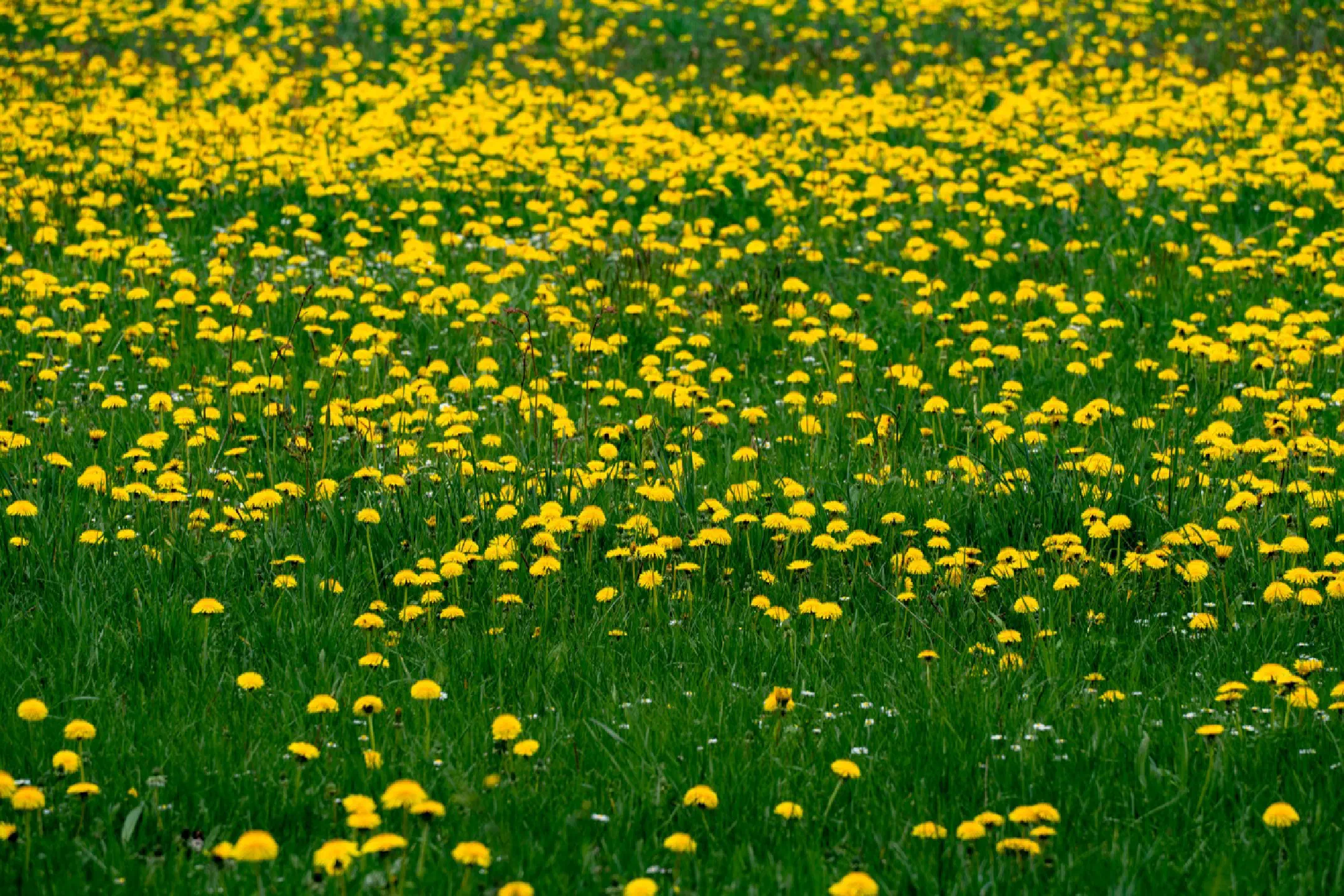 Sea of dandelions