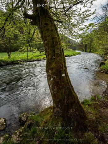 Tree at river Wiesent