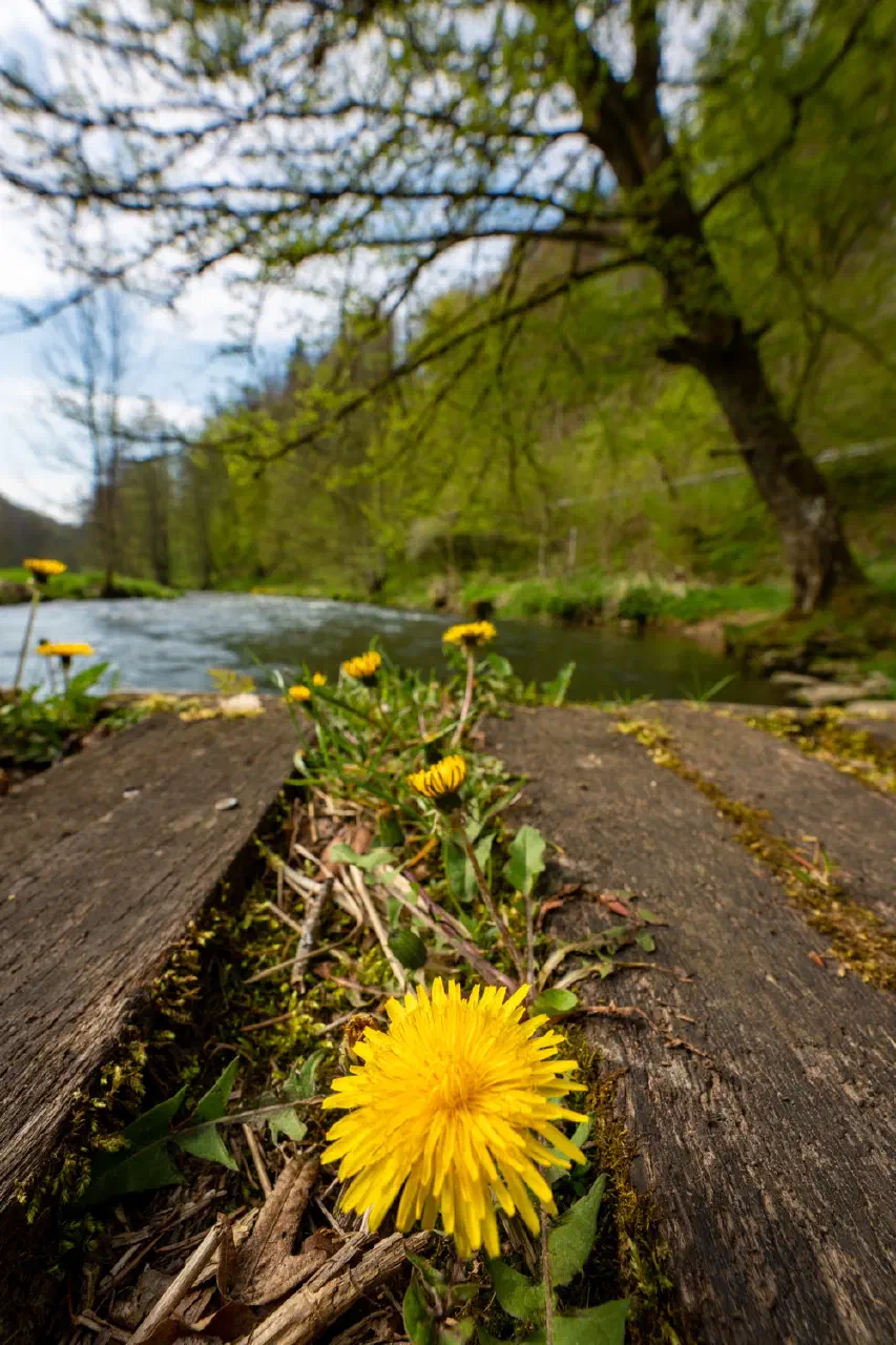 Tree at river Wiesent