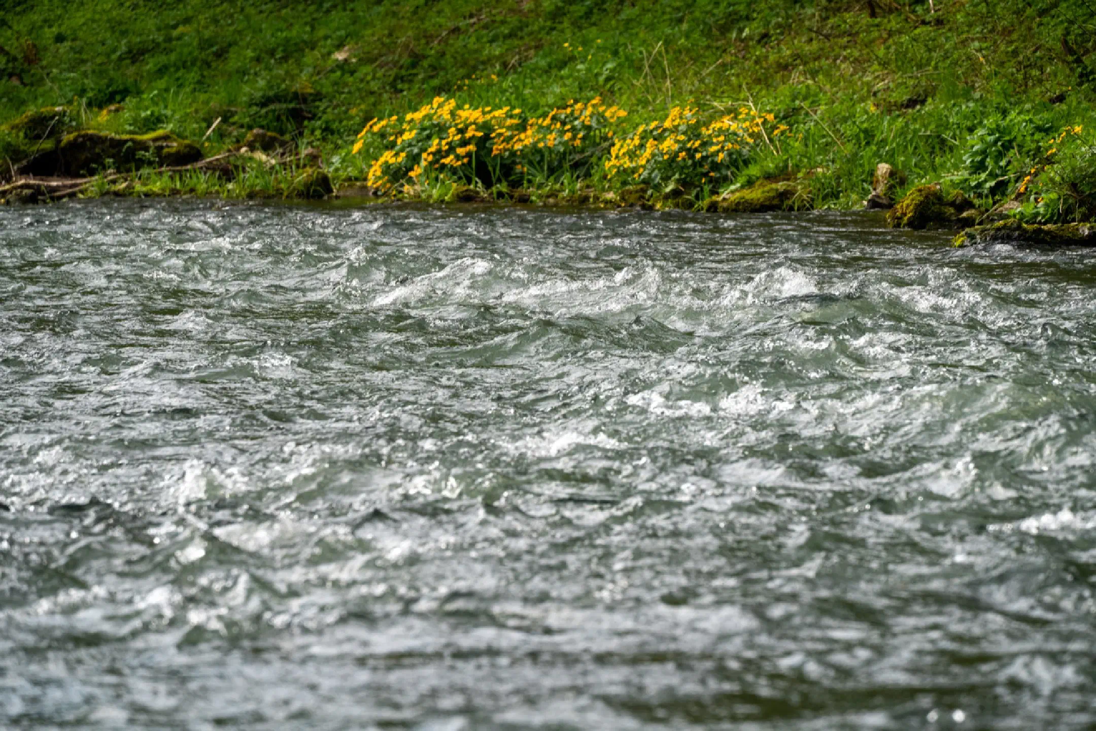 Tree at river Wiesent