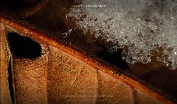 Perforated leaf covered with snow