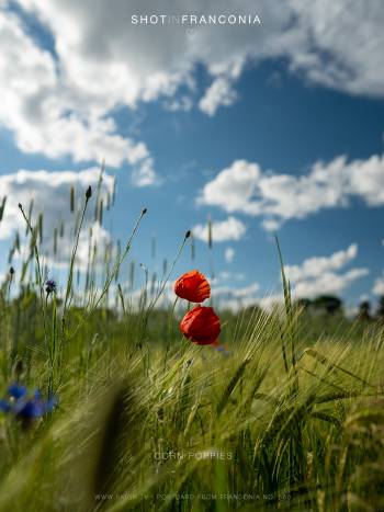 Corn poppies