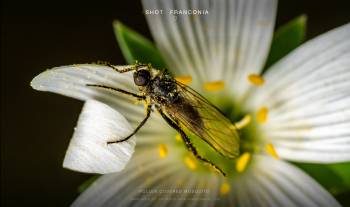 Pollen covered mosquito