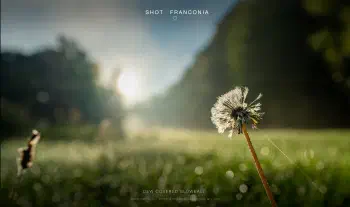 Dew covered blowball