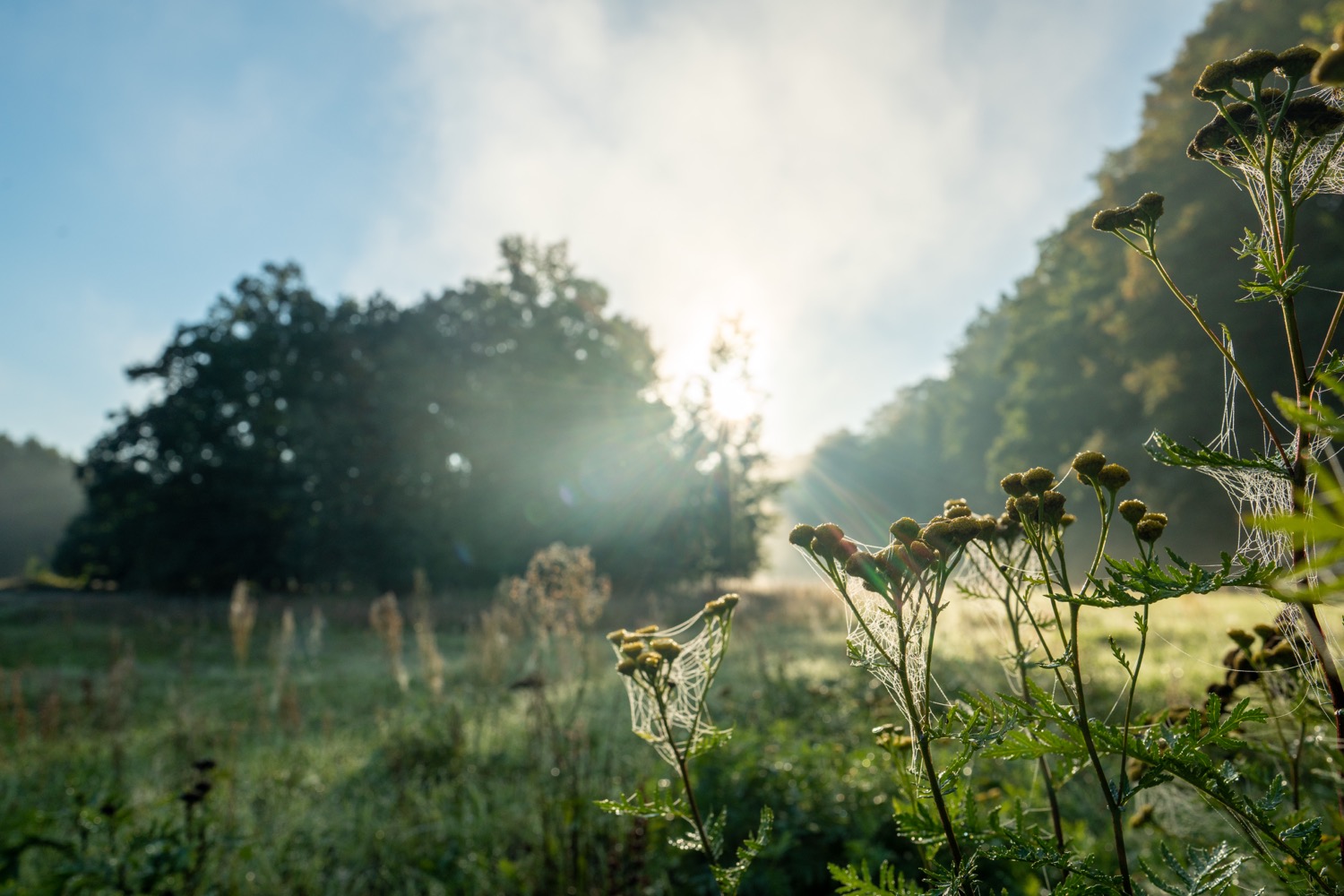 Dew covered blowball