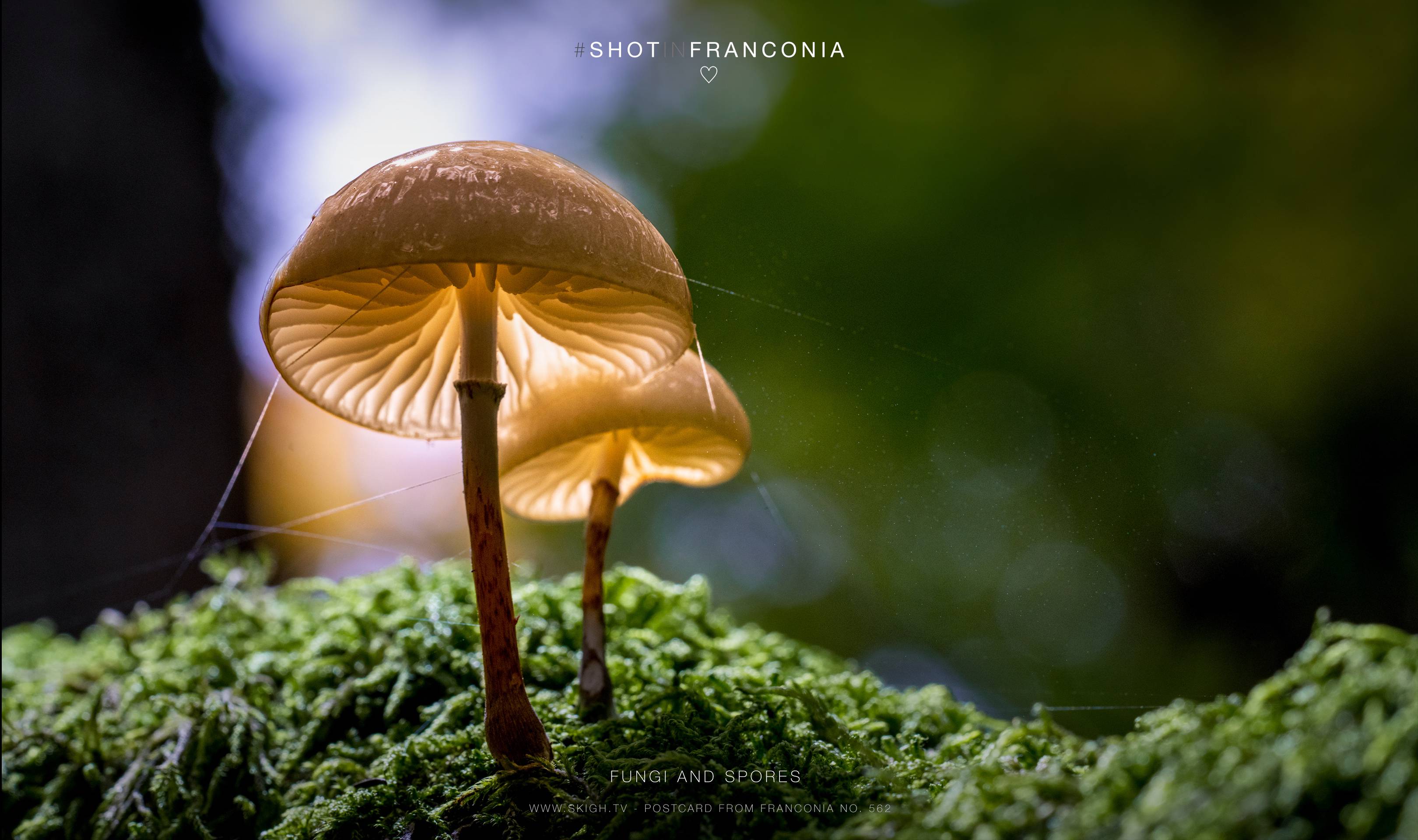 Fungi and spores | 1/125s * f10 * ISO 800 * 90mm - FE 90mm F2.8 Macro G OSS - Sony α7R III Fungi and spores