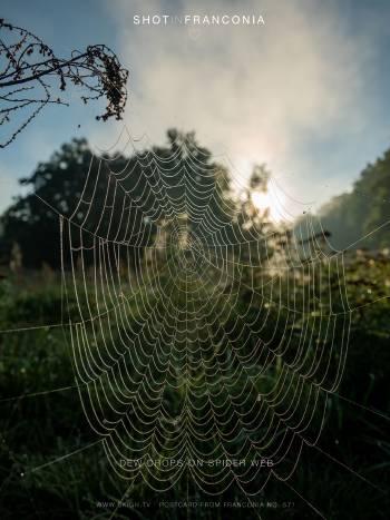 Dew drops on spider web