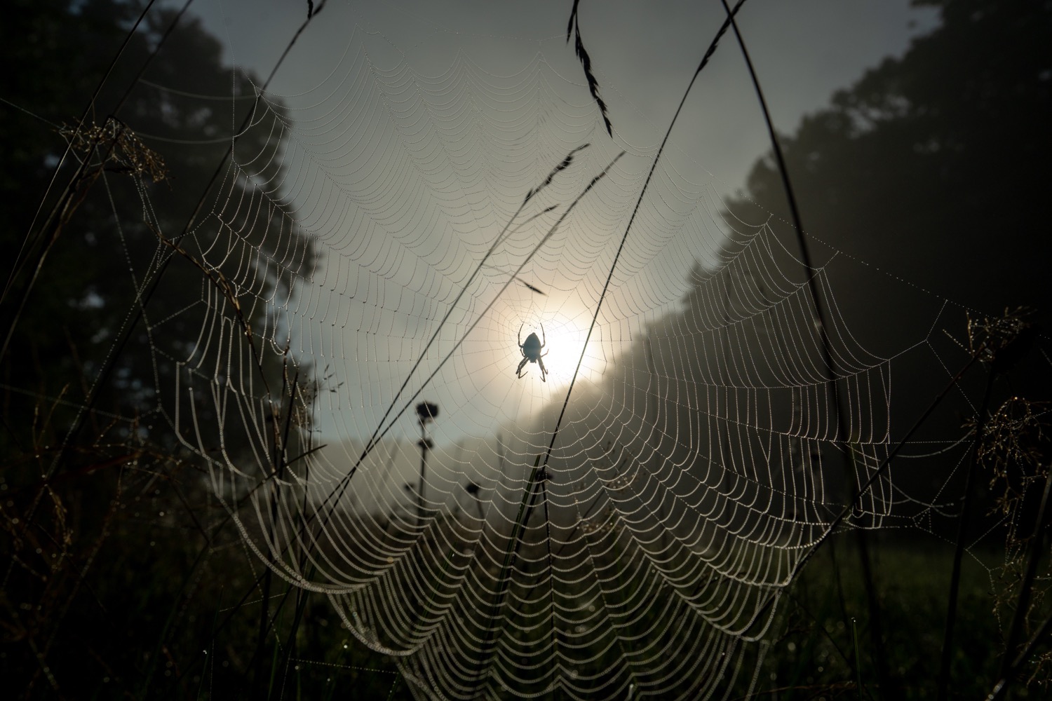 Dew drops on spider web