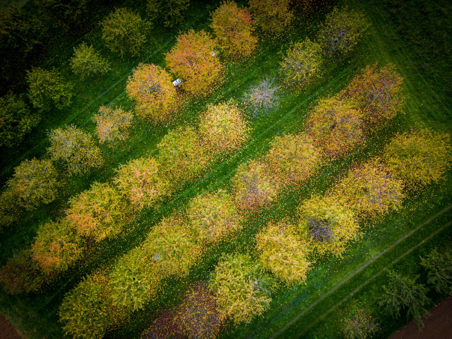 Tree nursery from above