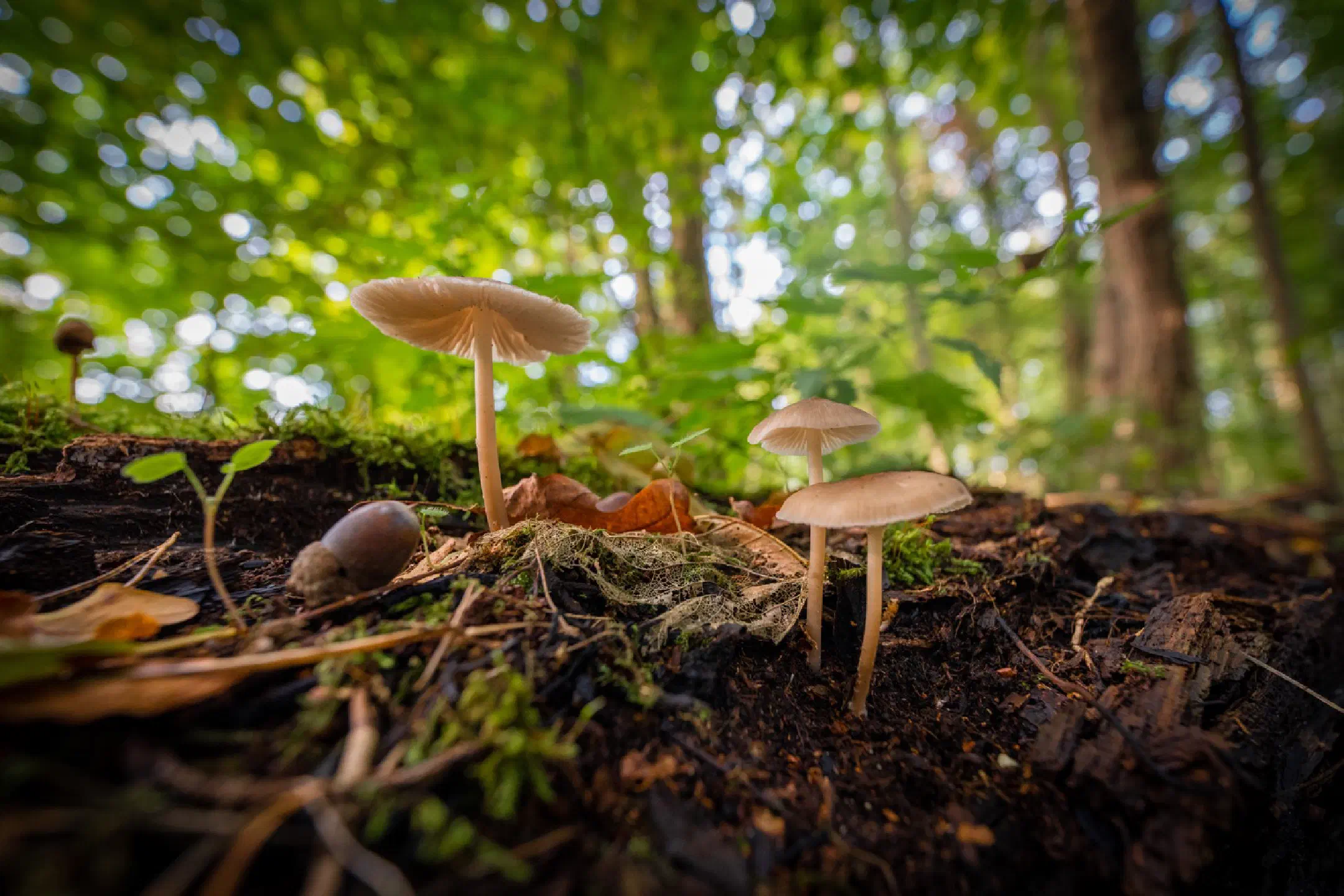 Mushrooms