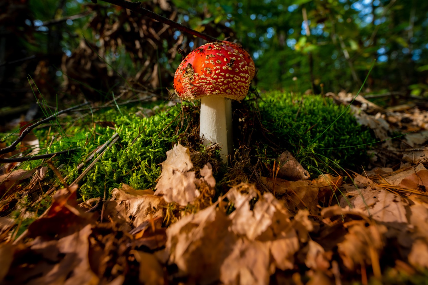 Toadstool