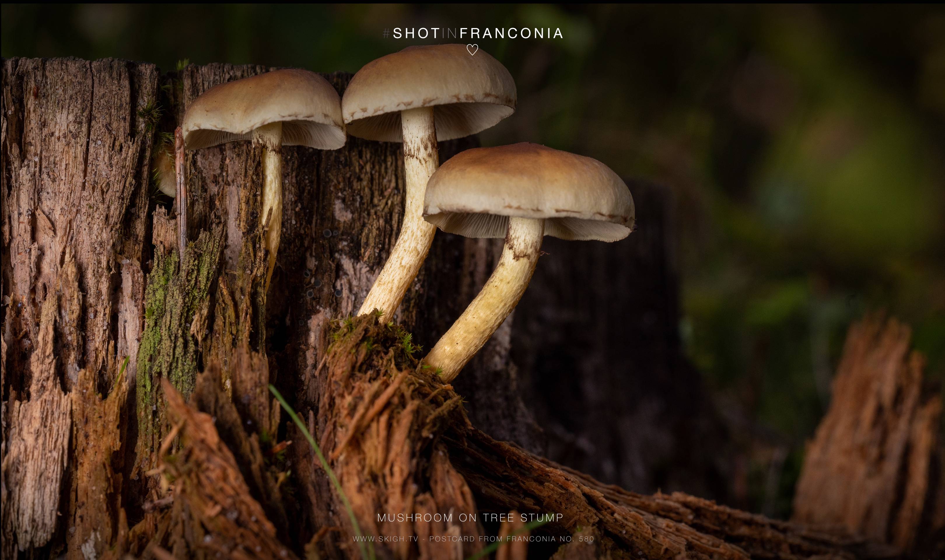 Mushroom on tree stump