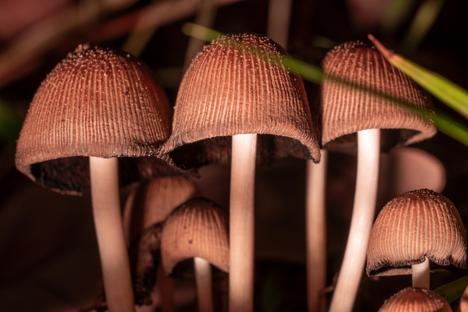 Mushroom on tree stump