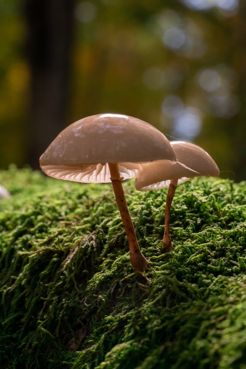 Mushroom gills