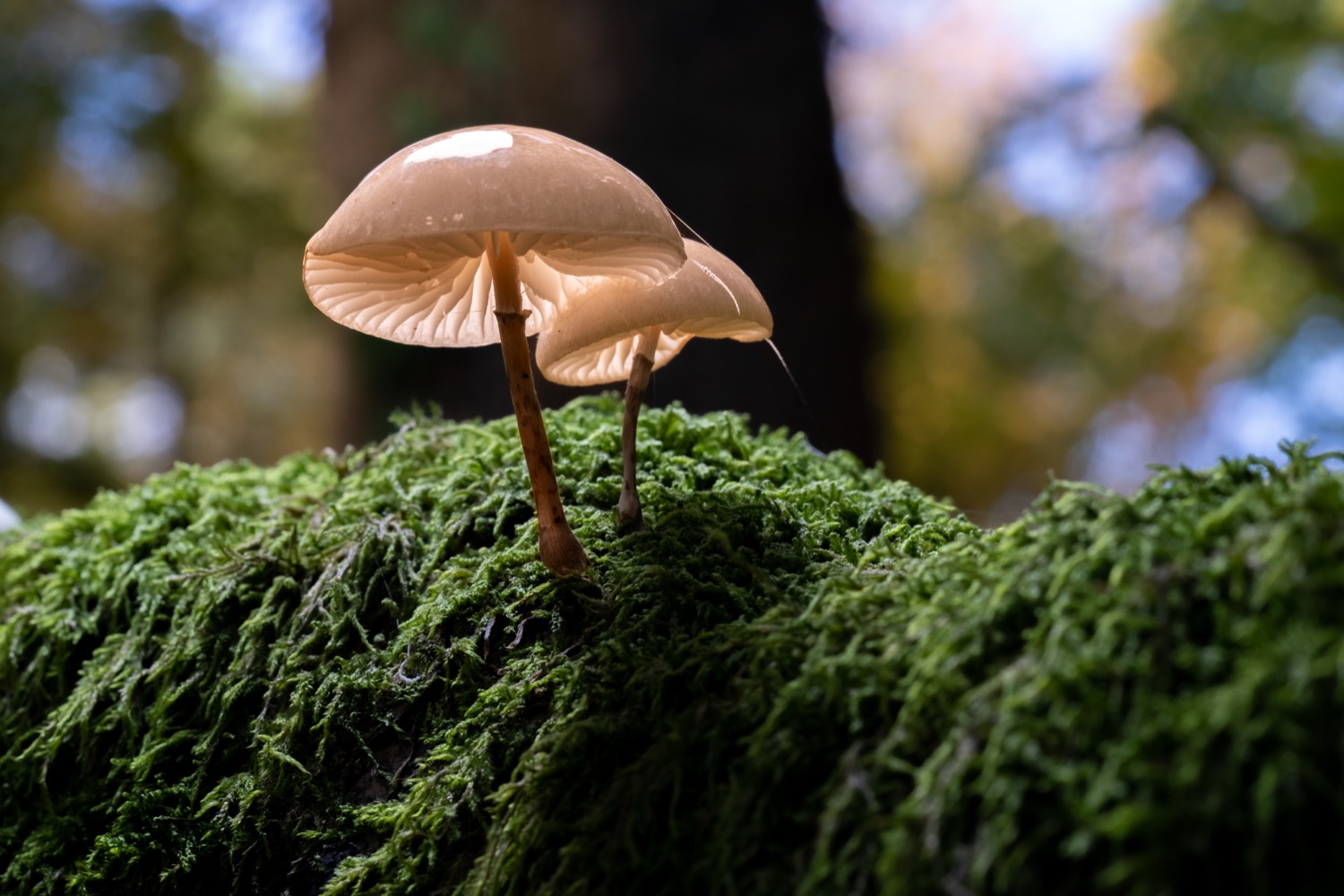 Mushroom gills