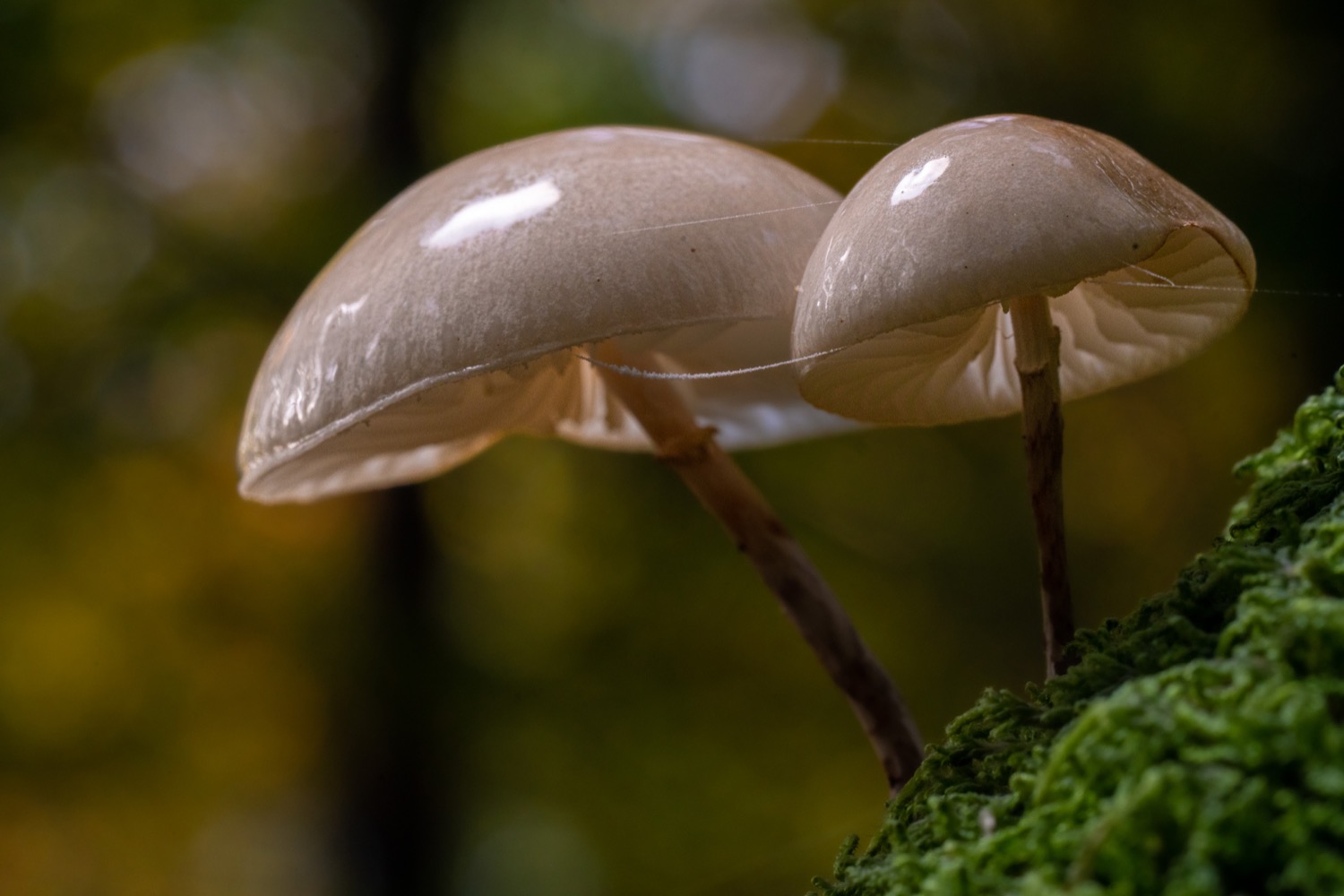 Mushroom gills