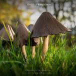 Mushrooms on a meadow