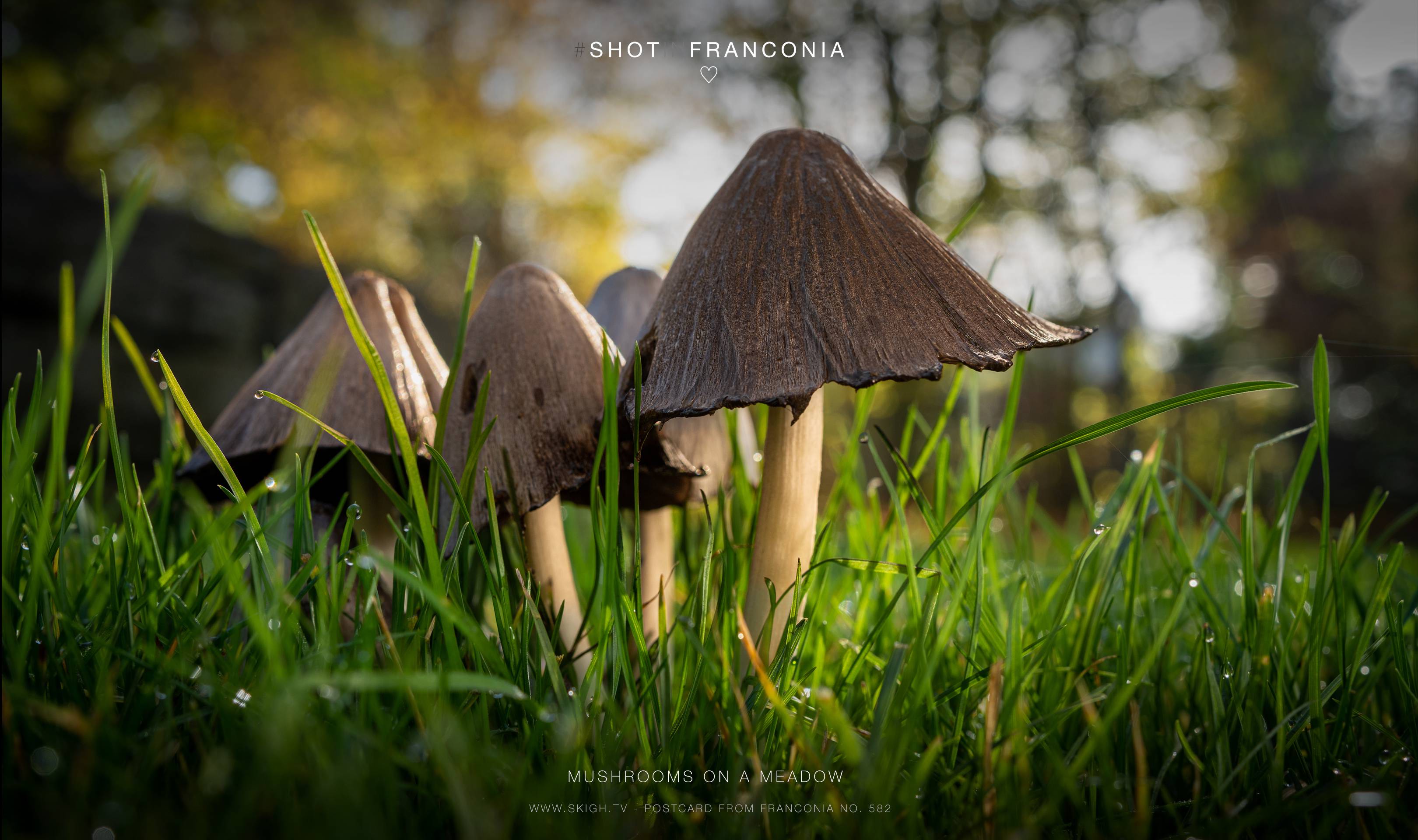 Mushrooms on a meadow