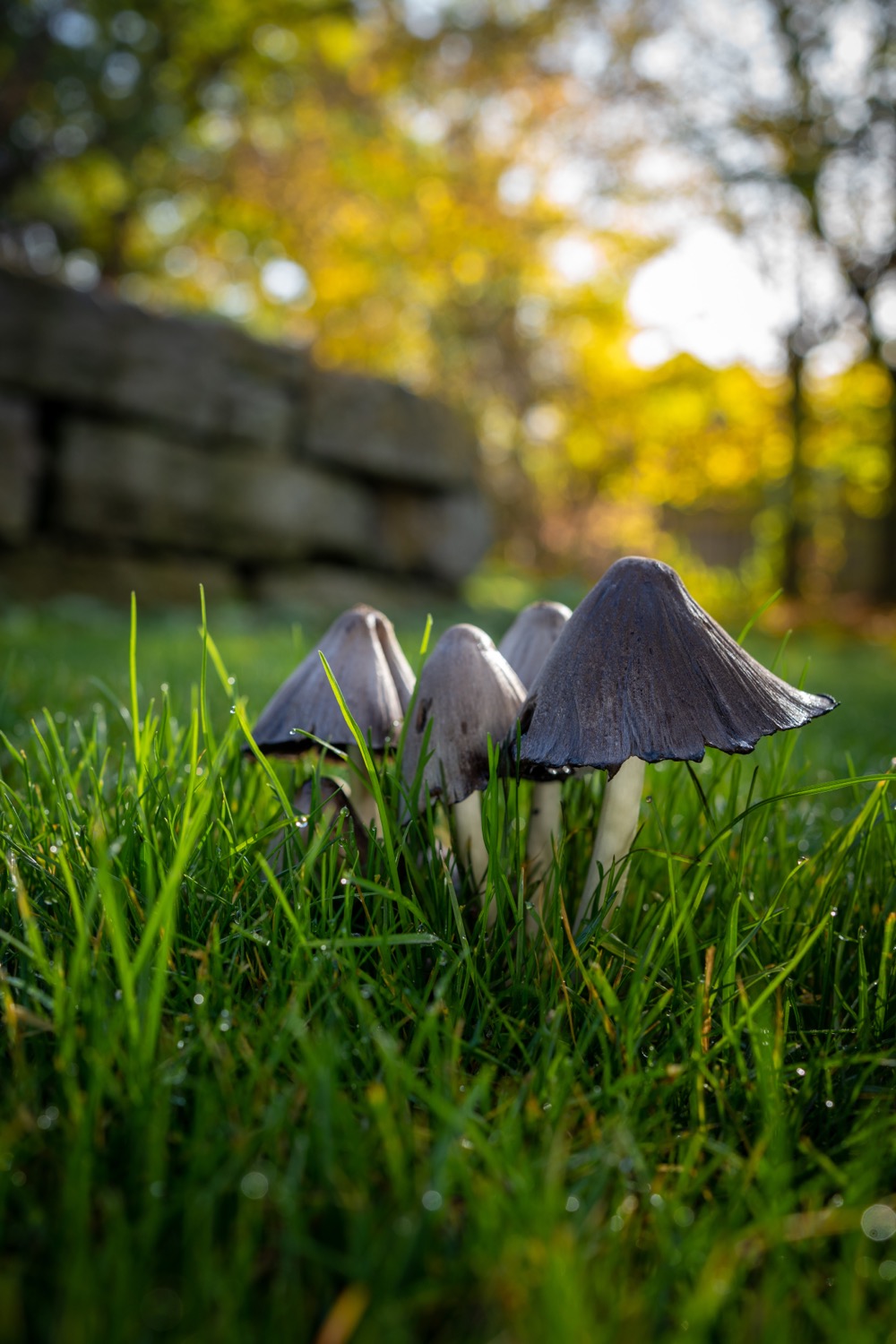 Mushrooms on a meadow