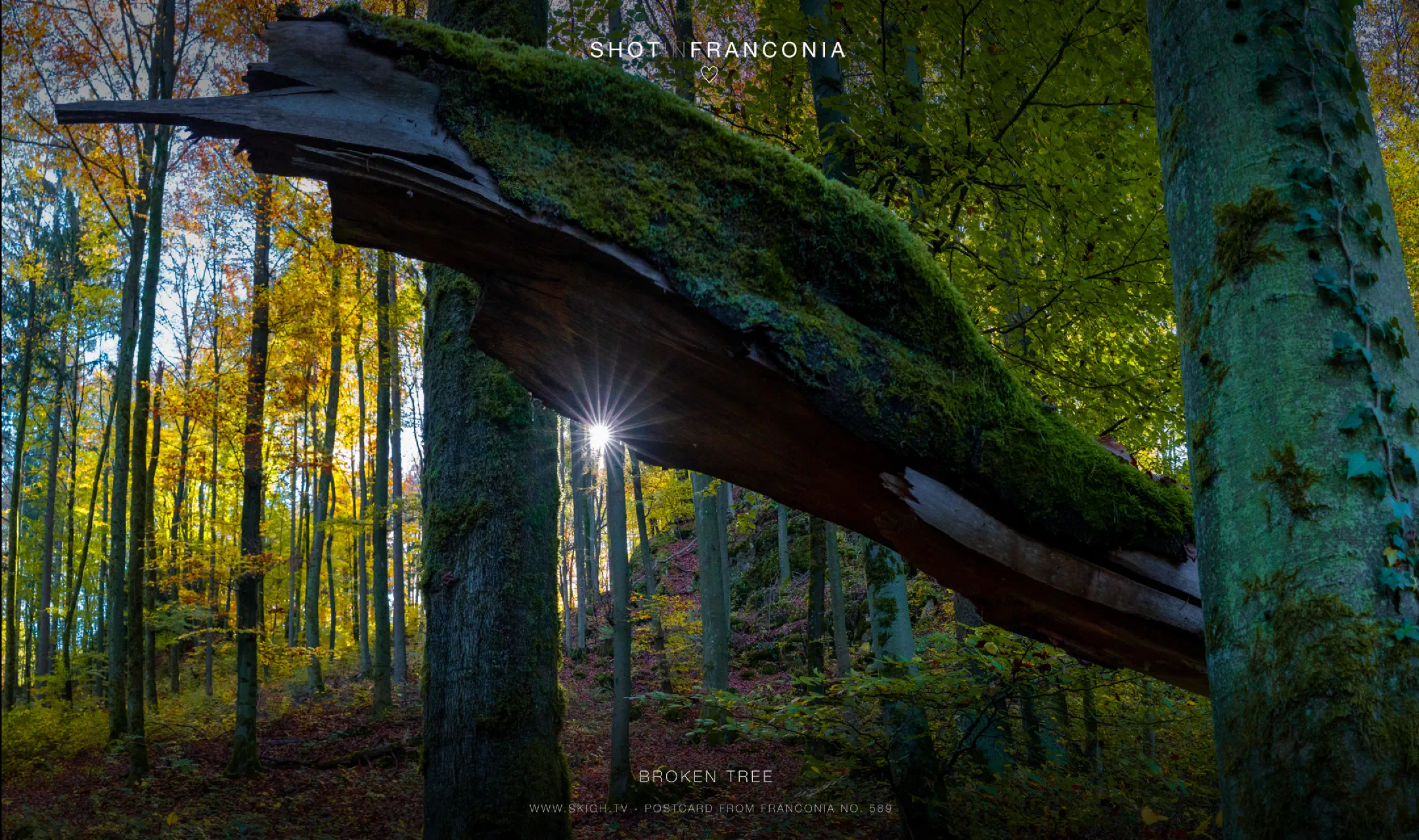 Broken Tree