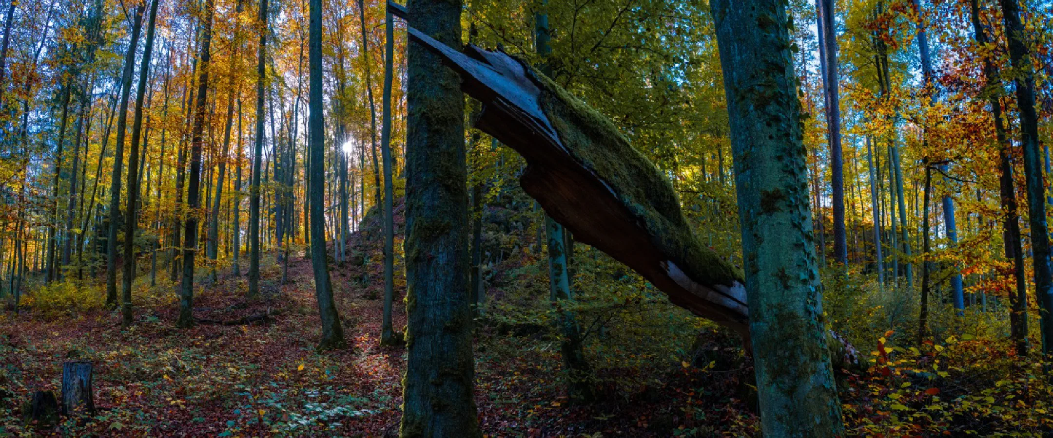 Broken Tree
