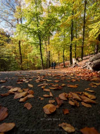 Autumn walk