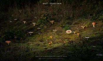 Family of mushrooms on a bed of moss