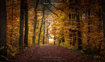 Forest path in Meilwald