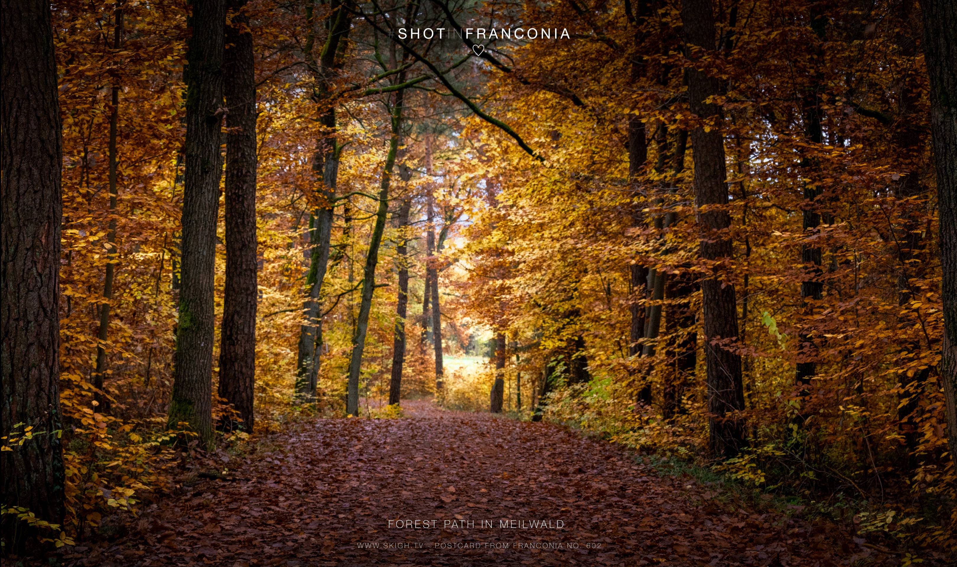 Forest path in Meilwald
