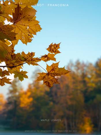 Maple leaves