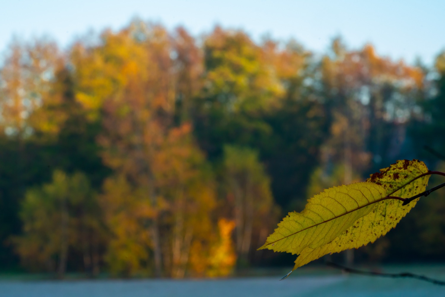 Maple leaves