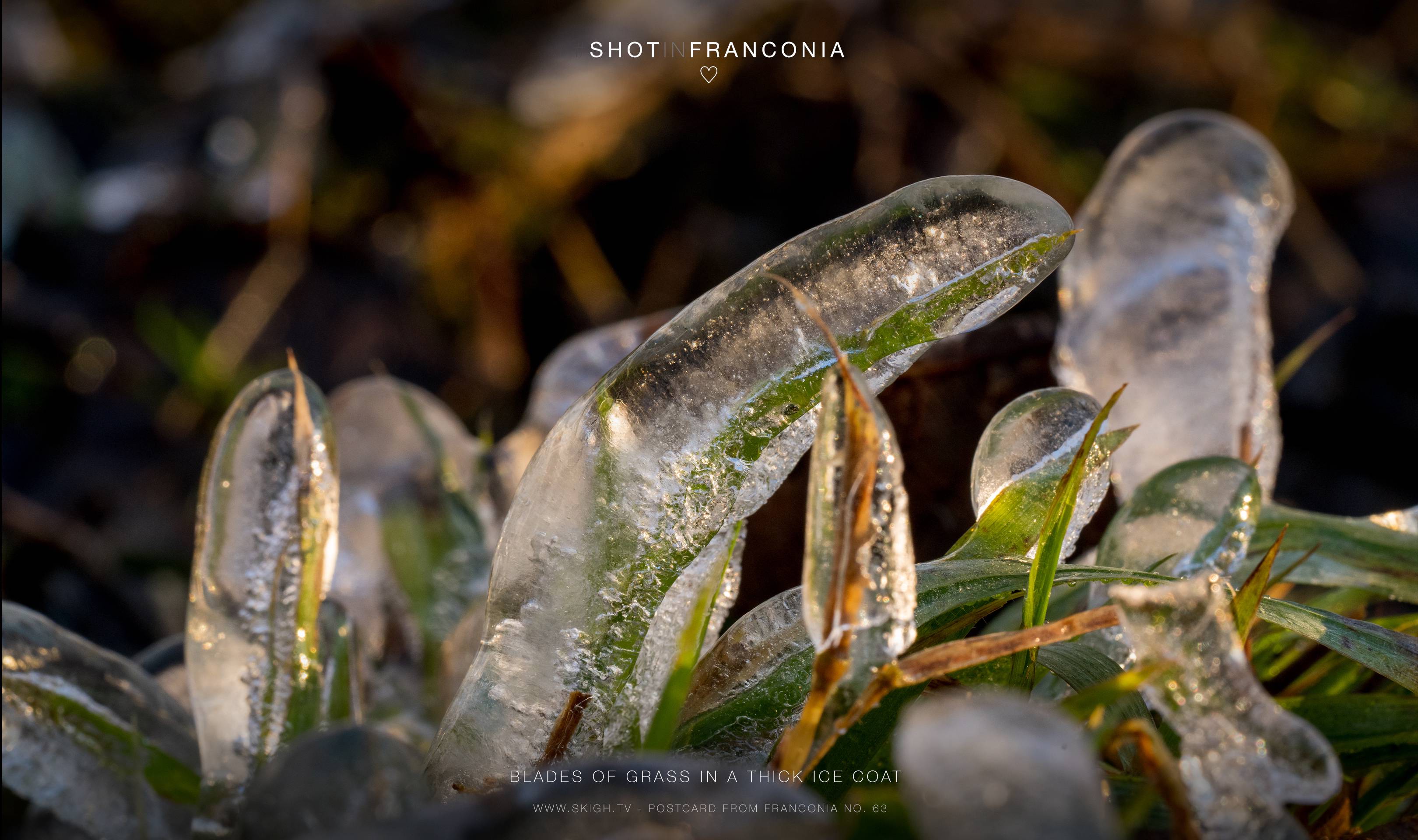 Blades of grass in a thick ice coat