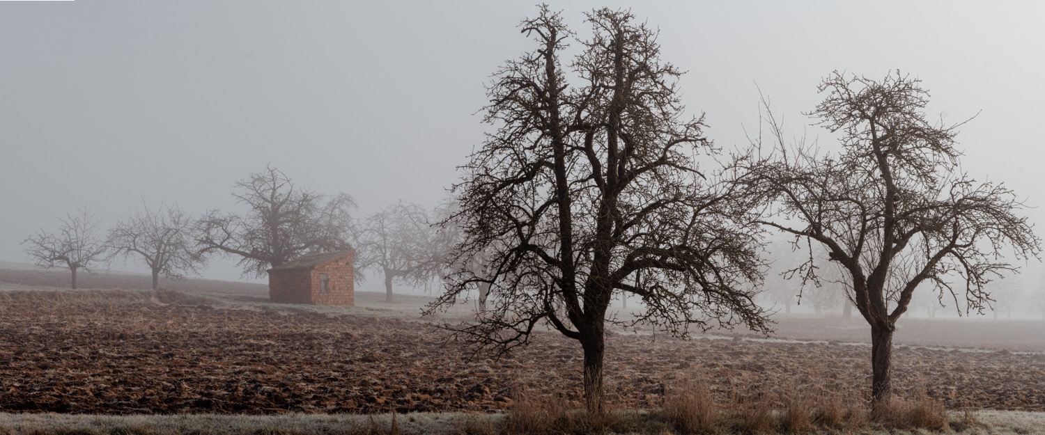 Foggy field in Marloffstein