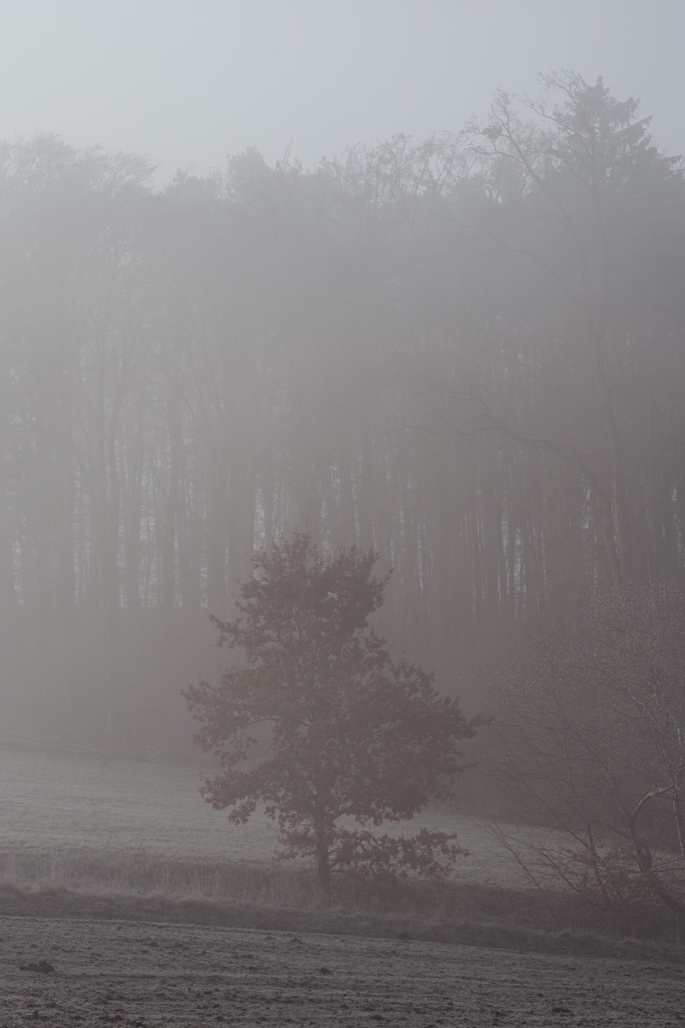 Foggy morning in Marloffstein