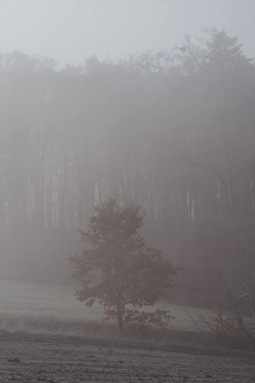 Foggy morning in Marloffstein
